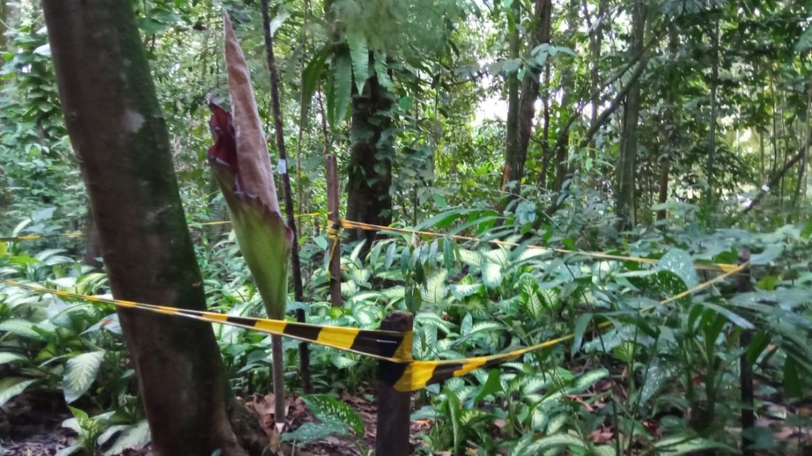 Mekarnya Bunga Bangkai dan Nasib Endemik di Arboretum
