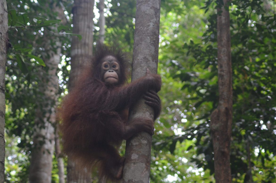Orangutan, si Petani Hutan yang Semakin Terancam