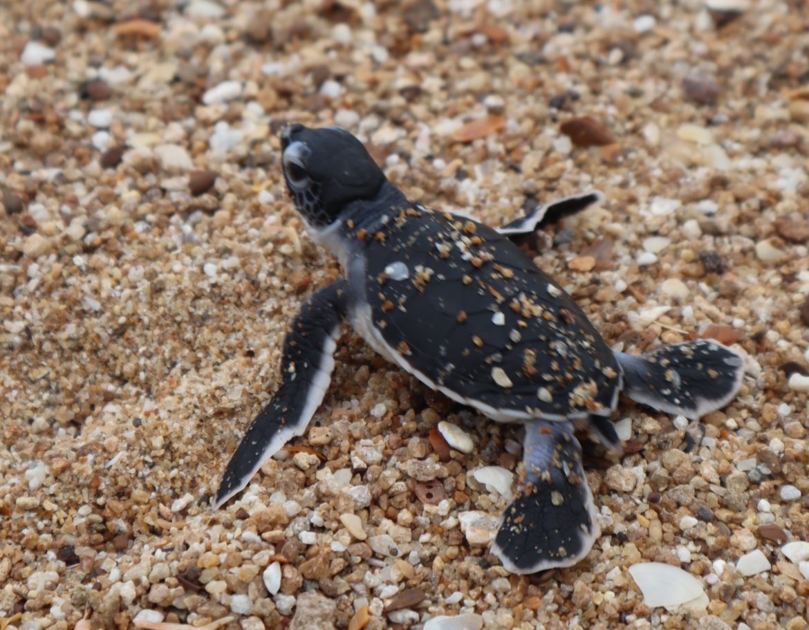 Aksi Muda Jaga Iklim, Selamatkan Penyu